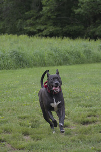 20250531_Flowers and Dog Park__DSC0140_.jpg