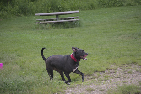 20250531_Flowers and Dog Park__DSC0144_.jpg