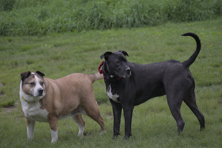 20250531_Flowers and Dog Park__DSC0153_.jpg