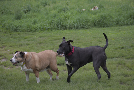 20250531_Flowers and Dog Park__DSC0157_.jpg