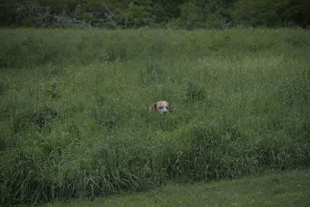 20250531_Flowers and Dog Park__DSC0161_.jpg
