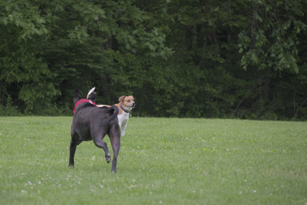 20250531_Flowers and Dog Park__DSC0163_.jpg