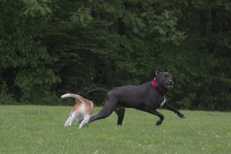 20250531_Flowers and Dog Park__DSC0166_.jpg