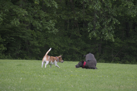 20250531_Flowers and Dog Park__DSC0167_.jpg