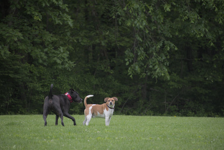 20250531_Flowers and Dog Park__DSC0171_.jpg