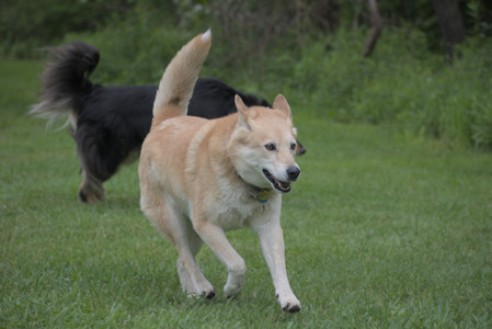 20250531_Flowers and Dog Park__DSC0204_.jpg