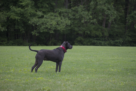 20250531_Flowers and Dog Park__DSC0218_.jpg