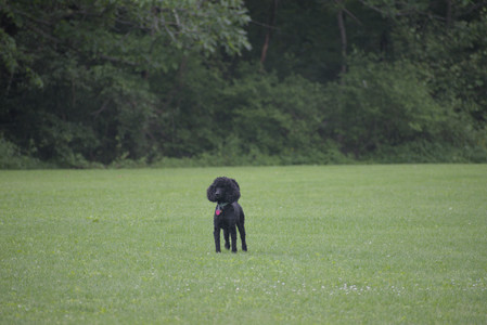 20250531_Flowers and Dog Park__DSC0221_.jpg