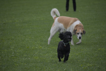 20250531_Flowers and Dog Park__DSC0225_.jpg