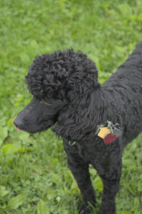 20250531_Flowers and Dog Park__DSC0229_.jpg