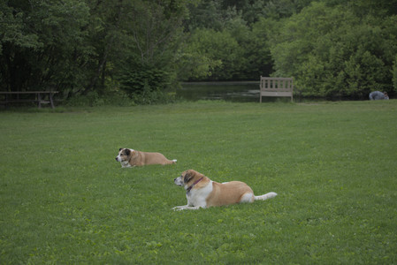 20250531_Flowers and Dog Park__DSC0231_.jpg