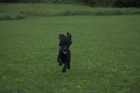 20250531_Flowers and Dog Park__DSC0232_.jpg