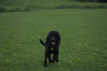 20250531_Flowers and Dog Park__DSC0233_.jpg