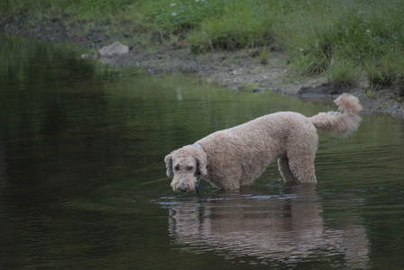20250531_Flowers and Dog Park__DSC0265_.jpg