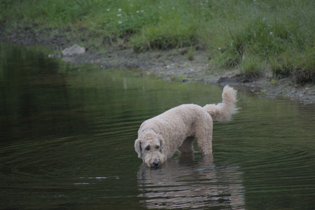 20250531_Flowers and Dog Park__DSC0268_.jpg