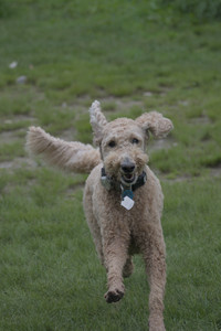 20250531_Flowers and Dog Park__DSC0291_.jpg