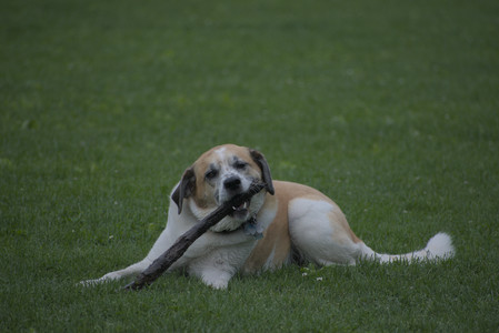 20250531_Flowers and Dog Park__DSC0292_.jpg