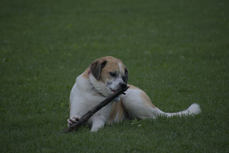 20250531_Flowers and Dog Park__DSC0298_.jpg