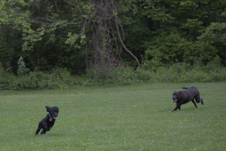 20250531_Flowers and Dog Park__DSC0332_.jpg