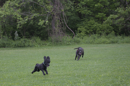 20250531_Flowers and Dog Park__DSC0334_.jpg