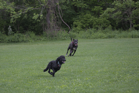 20250531_Flowers and Dog Park__DSC0335_.jpg