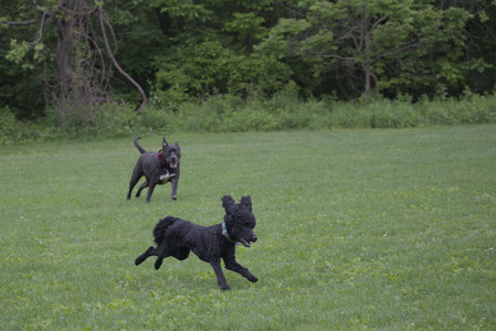 20250531_Flowers and Dog Park__DSC0336_.jpg