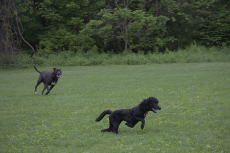 20250531_Flowers and Dog Park__DSC0337_.jpg