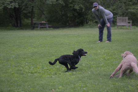 20250531_Flowers and Dog Park__DSC0339_.jpg