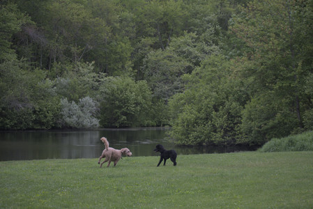 20250531_Flowers and Dog Park__DSC0344_.jpg