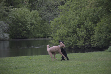 20250531_Flowers and Dog Park__DSC0347_.jpg