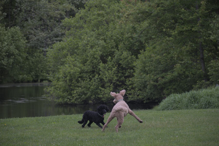 20250531_Flowers and Dog Park__DSC0350_.jpg