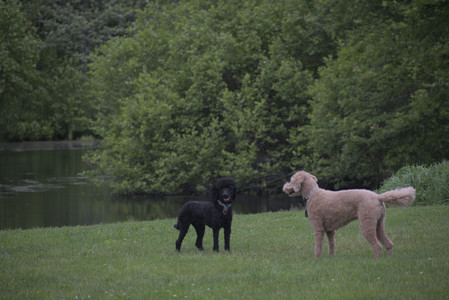 20250531_Flowers and Dog Park__DSC0353_.jpg