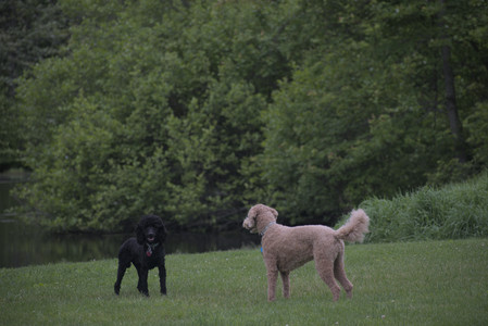 20250531_Flowers and Dog Park__DSC0358_.jpg