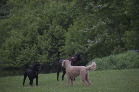 20250531_Flowers and Dog Park__DSC0359_.jpg