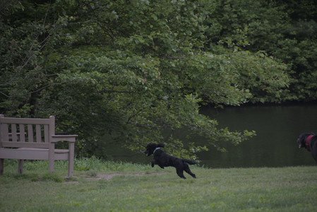 20250531_Flowers and Dog Park__DSC0370_.jpg