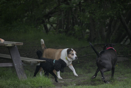 20250531_Flowers and Dog Park__DSC0372_.jpg