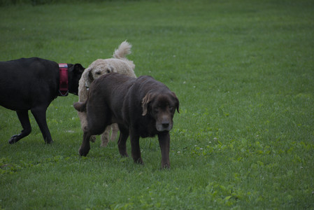 20250531_Flowers and Dog Park__DSC0381_.jpg