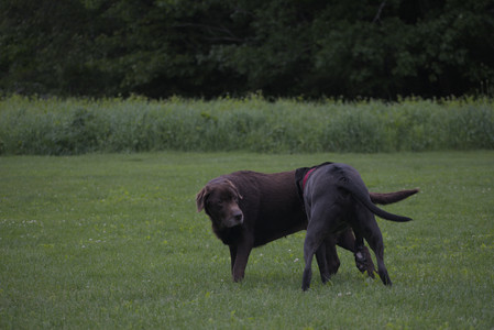 20250531_Flowers and Dog Park__DSC0387_.jpg