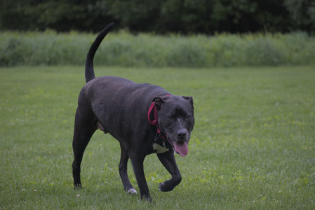 20250531_Flowers and Dog Park__DSC0391_.jpg