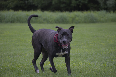 20250531_Flowers and Dog Park__DSC0392_.jpg