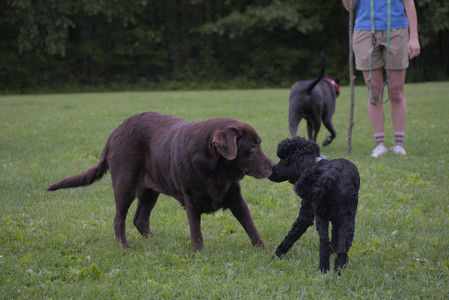 20250531_Flowers and Dog Park__DSC0404_.jpg