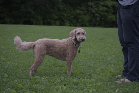 20250531_Flowers and Dog Park__DSC0405_.jpg