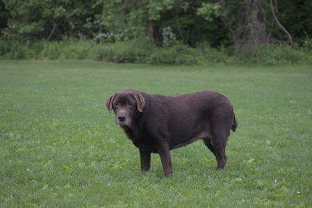 20250531_Flowers and Dog Park__DSC0409_.jpg