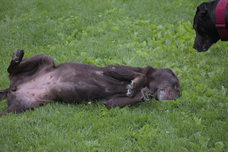 20250531_Flowers and Dog Park__DSC0413_.jpg