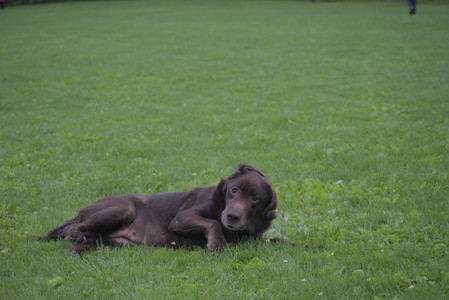 20250531_Flowers and Dog Park__DSC0423_.jpg