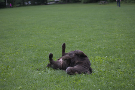 20250531_Flowers and Dog Park__DSC0433_.jpg