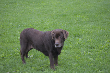 20250531_Flowers and Dog Park__DSC0447_.jpg