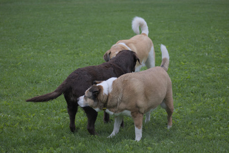 20250531_Flowers and Dog Park__DSC0448_.jpg