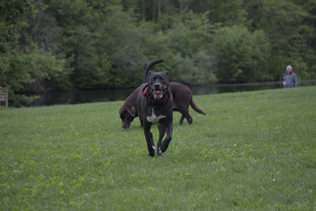 20250531_Flowers and Dog Park__DSC0454_.jpg