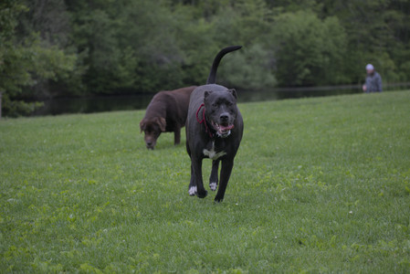 20250531_Flowers and Dog Park__DSC0456_.jpg